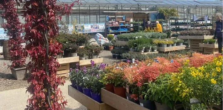 Rows of colourful plants inside the garden centre at UpCountry Stone Cross